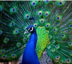 Pavão azul